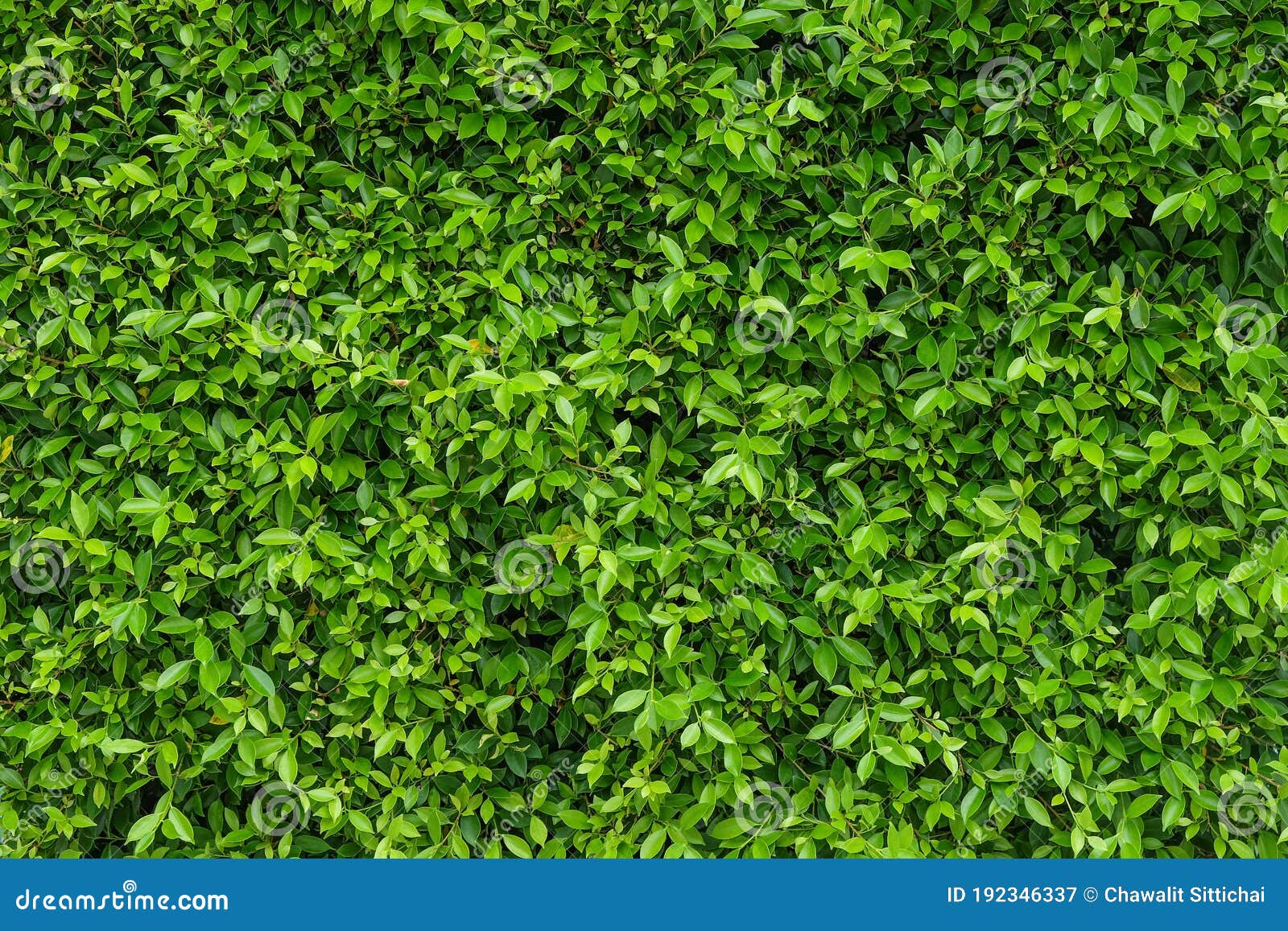 natural green leafy wall background with dark green in garden , light green alternating with black shadow at the edges can be used