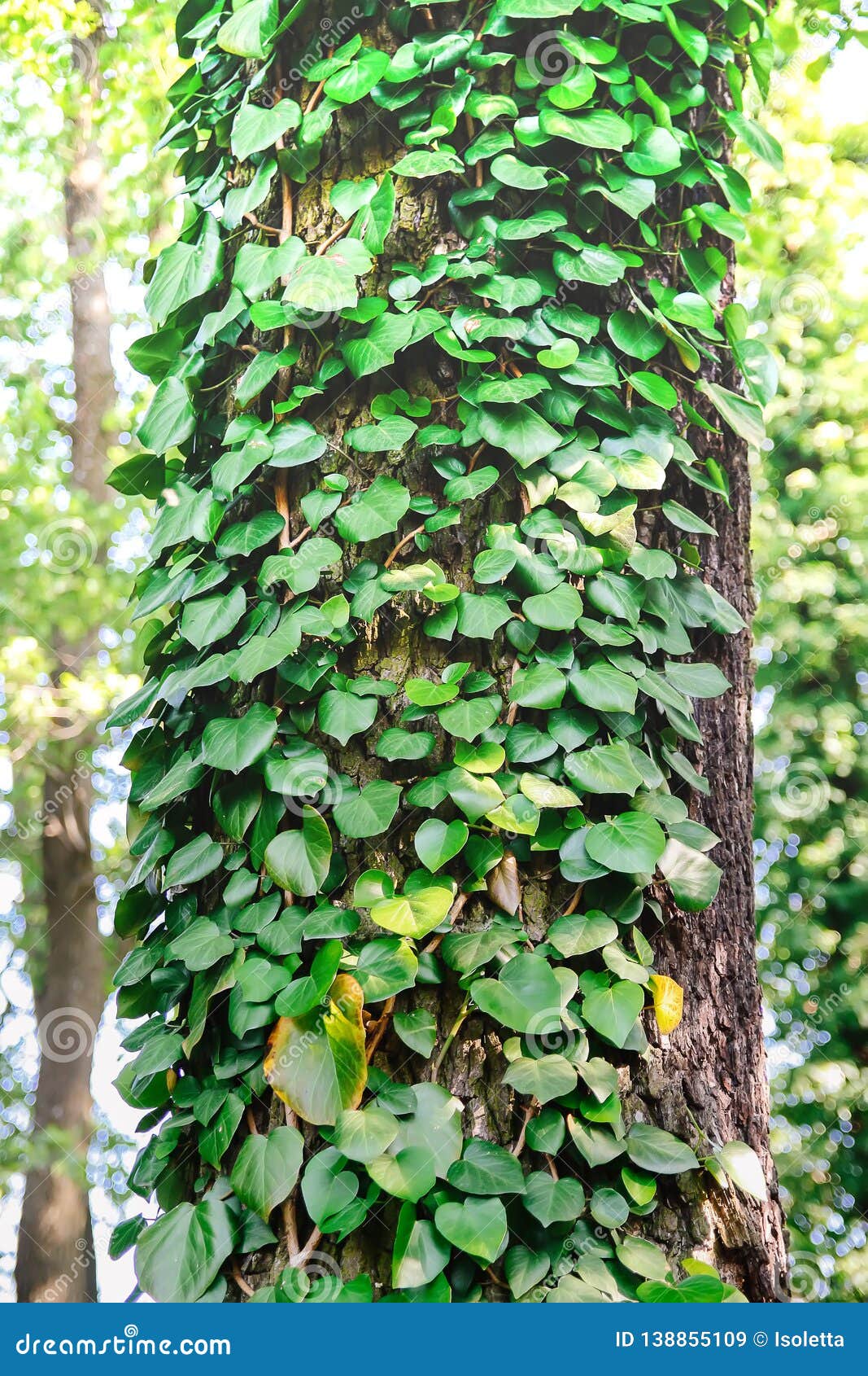 tree trunk with green leaves creeper 25063202 PNG