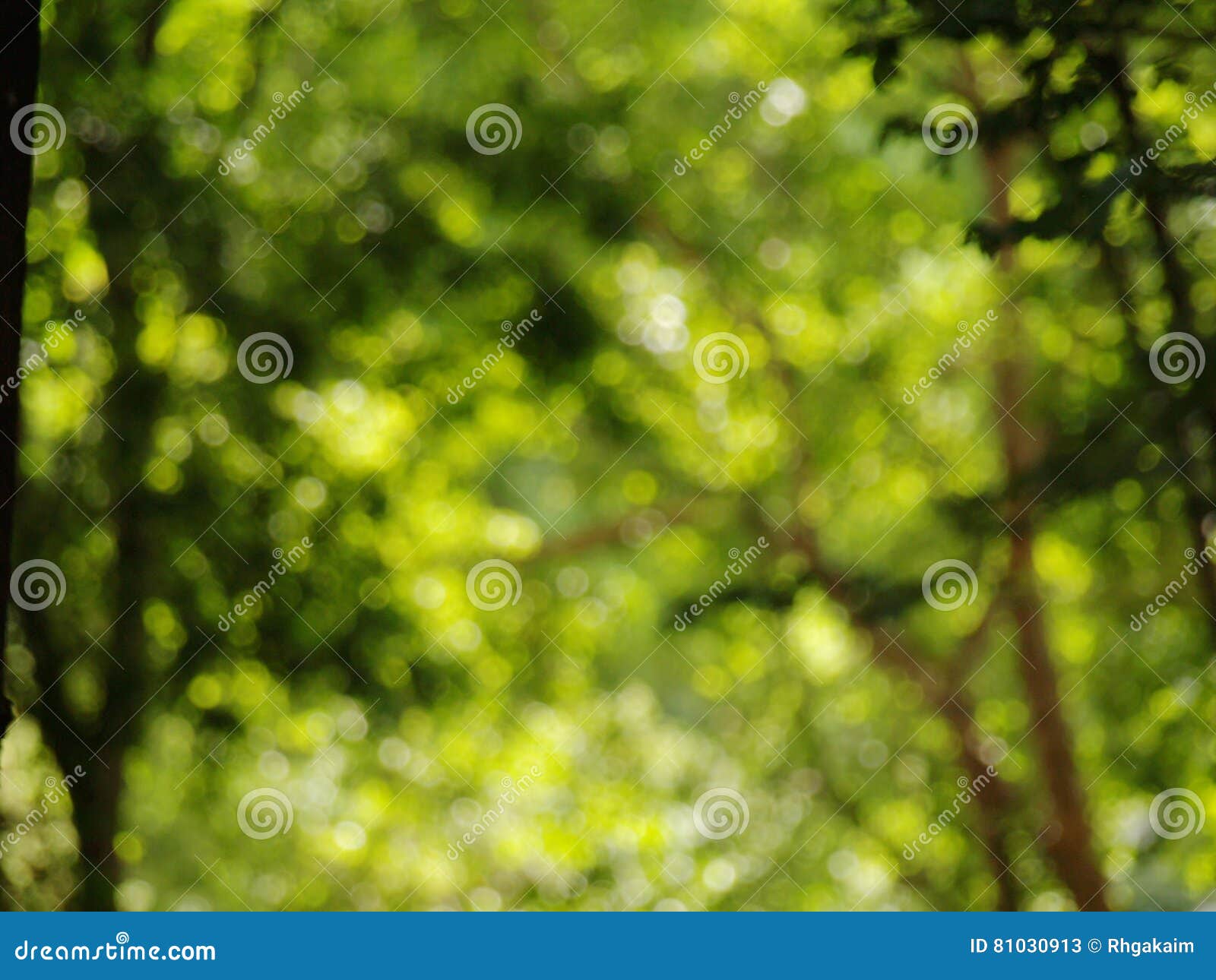 Natural Green Leaves Background Stock Image Image of 