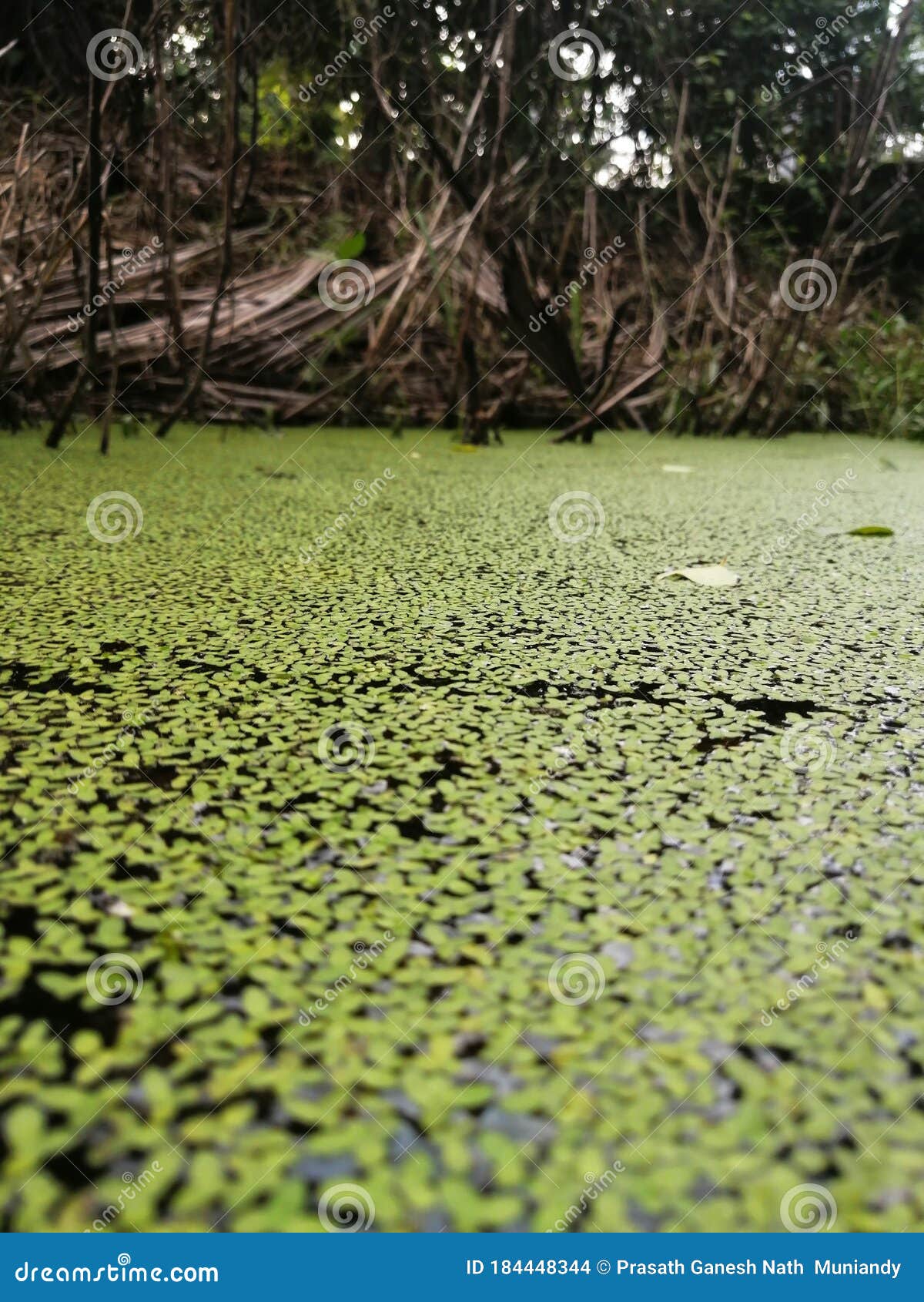 Natural Green Paasi in Lake Stock Photo - Image of lake, green: 184448344