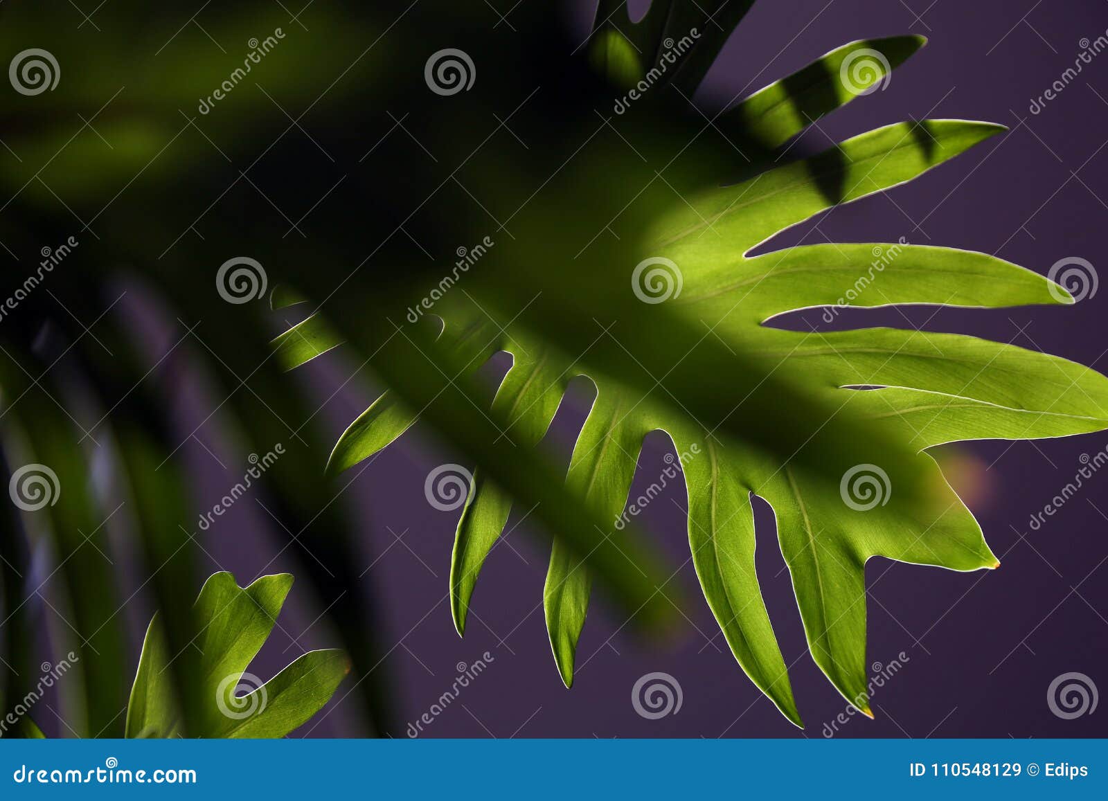 Palm Leaf on a Dark Background Stock Image - Image of tree, flora
