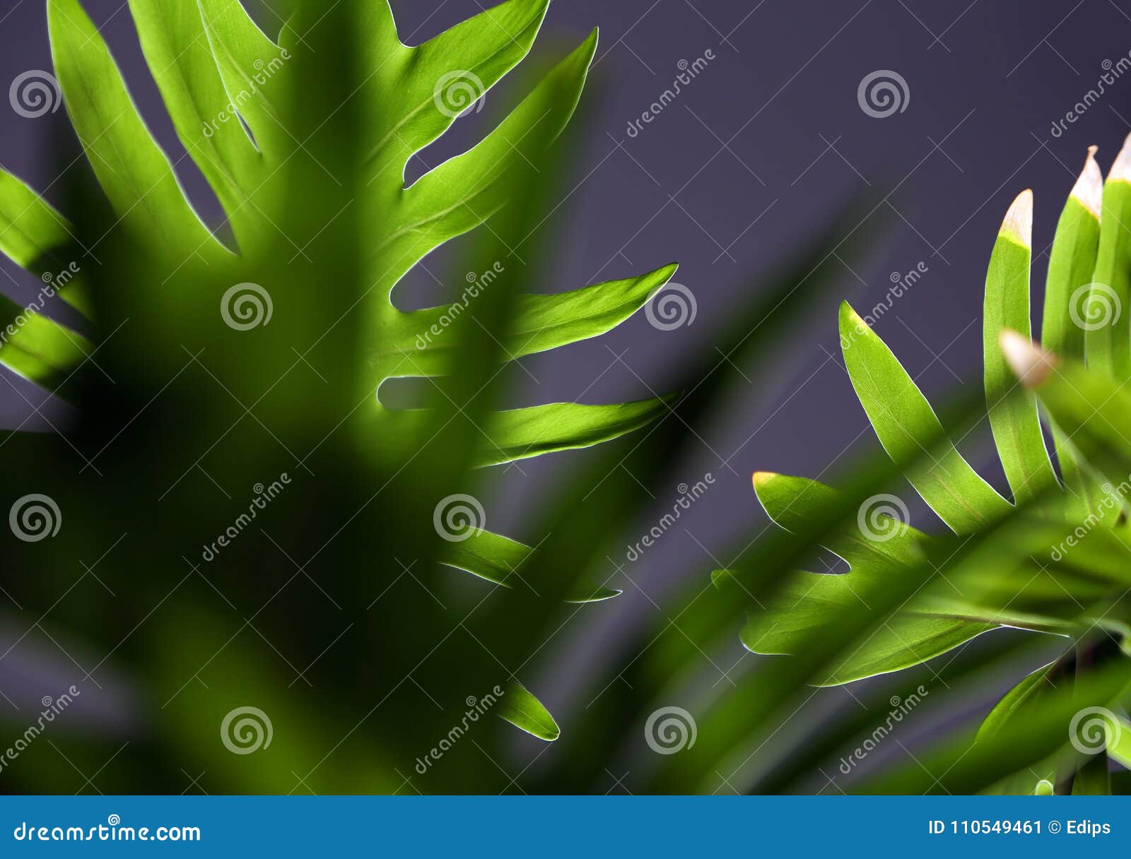 Palm Leaf on a Dark Background Stock Image - Image of flora, color