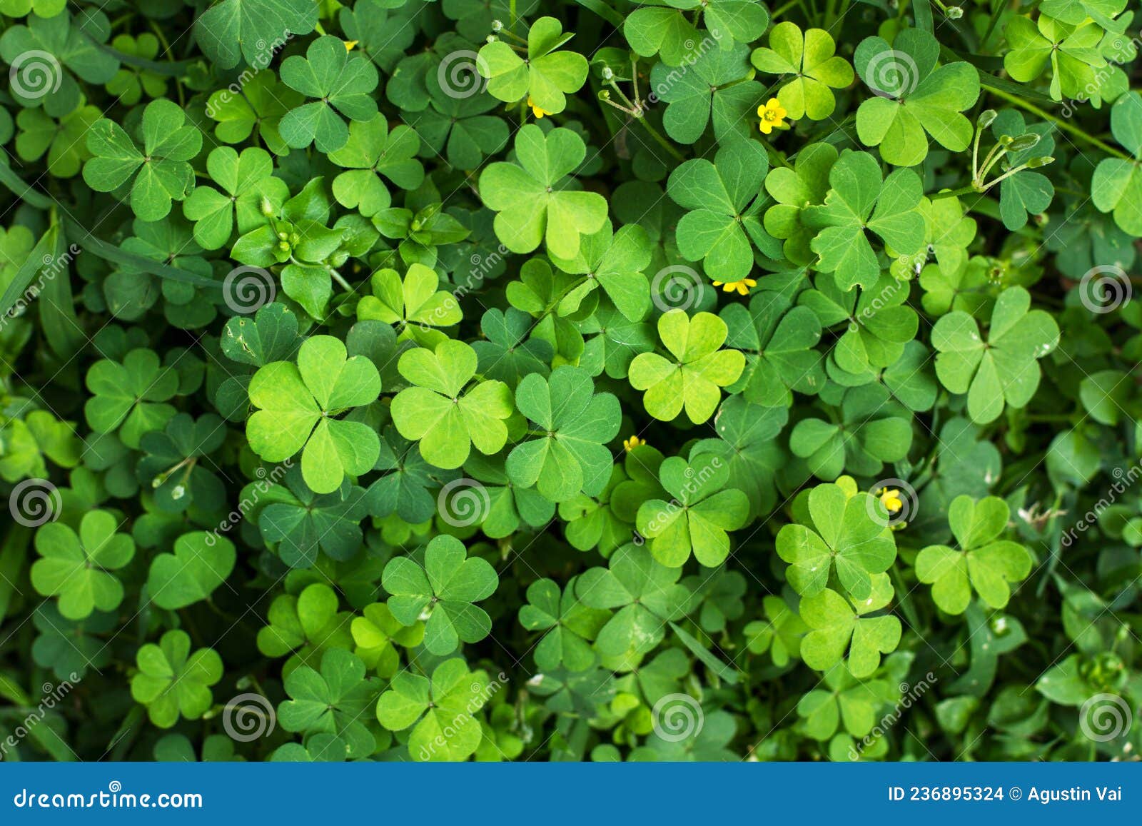 Natural Green Shamrocks in a Close Up View Stock Photo Image of