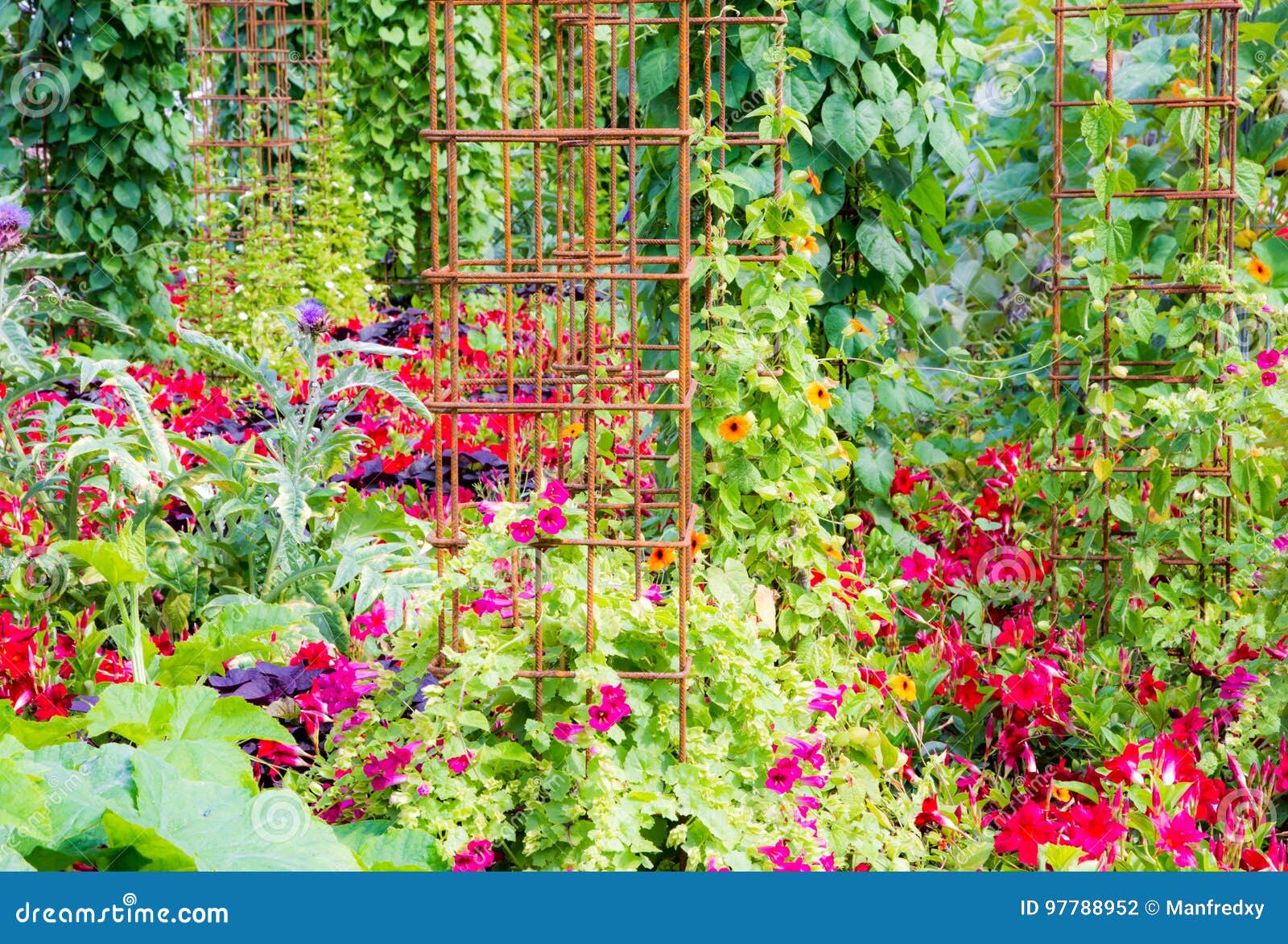 Natural Green Wall with Climbing Plants Stock Photo Image of