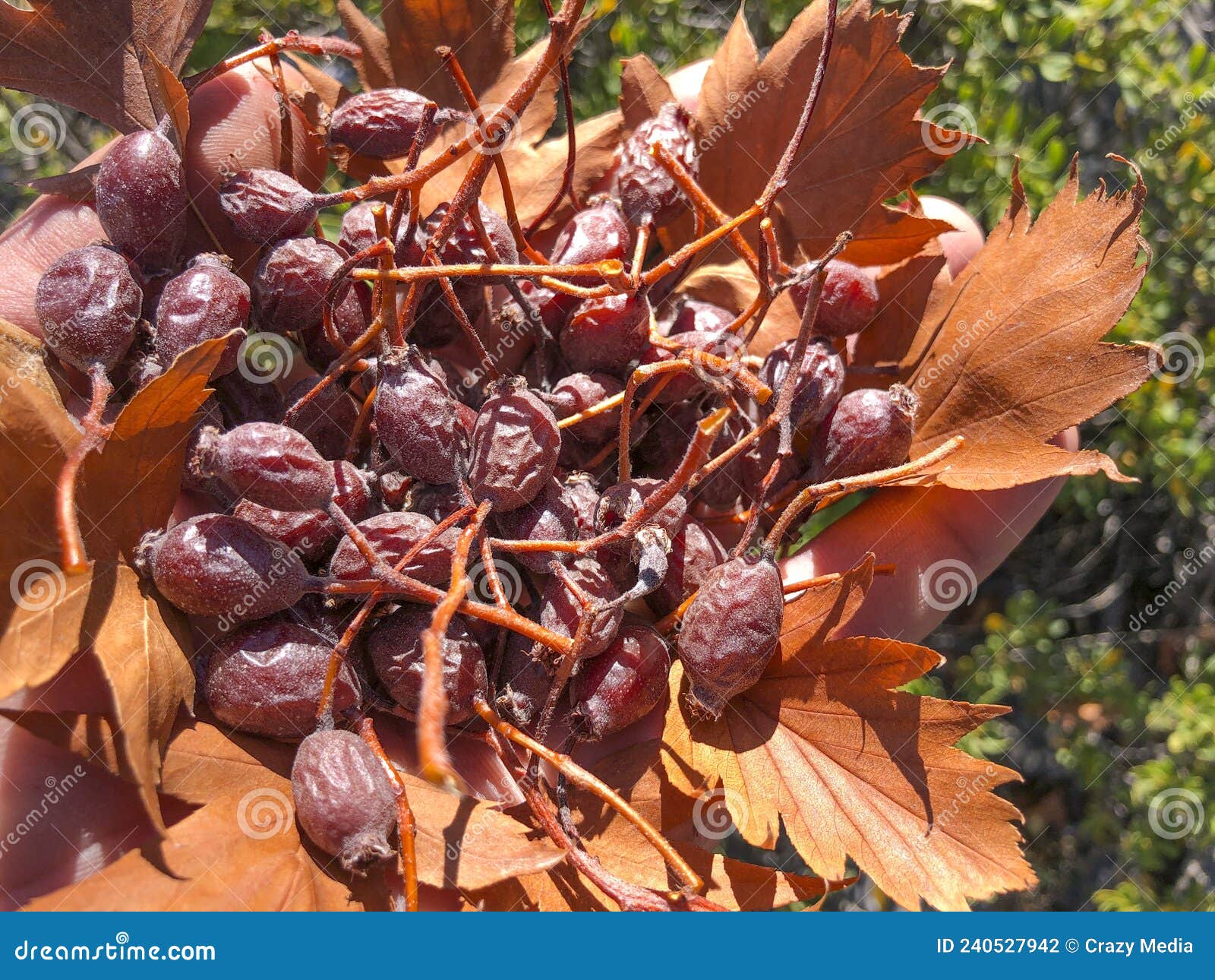 Natural,healthy,wild Edible Dates Stock Photo Image of dates, edible