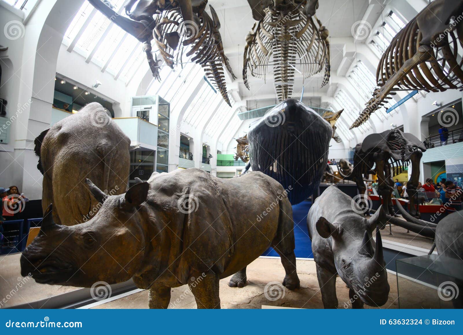 Natural History Museum in London Editorial Stock Image - Image of fauna, fish: 63632324 Natural History Museum in London Editorial Stock Image - Image of fauna, fish: 63632324