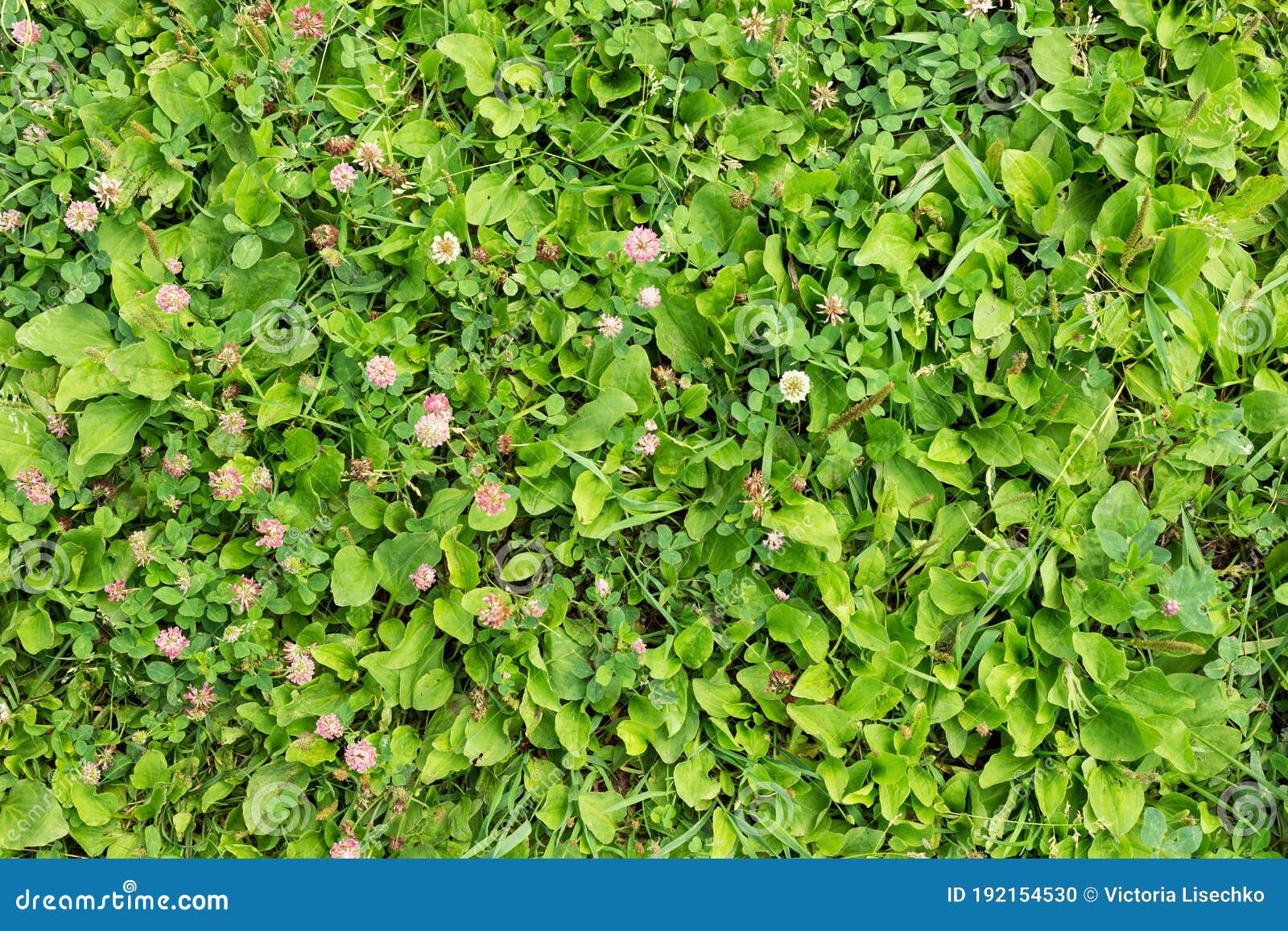 natural inborn green grass.