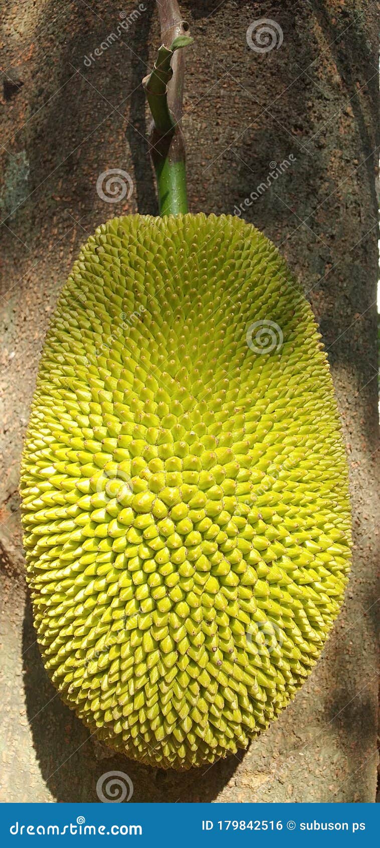 Natural jackfruit Kerala stock photo. Image of agriculture 179842516