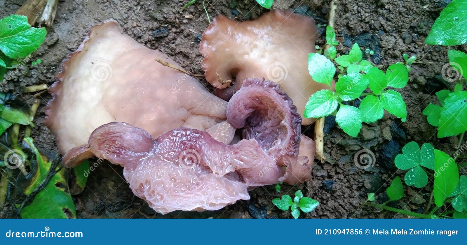 Jews Ear Wood Ear, Auricularia Auricula, Hirneola Polytricha, Jelly Ear