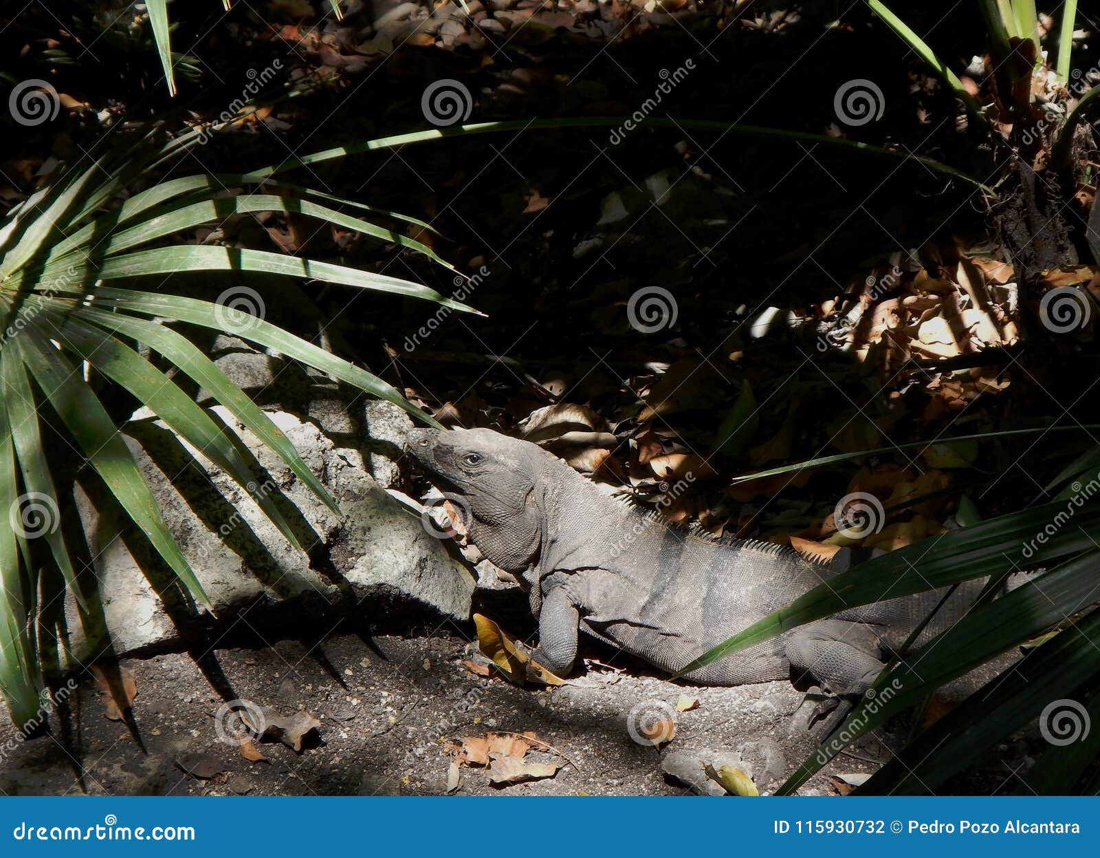 natural joven iguana en mÃÂ©xico