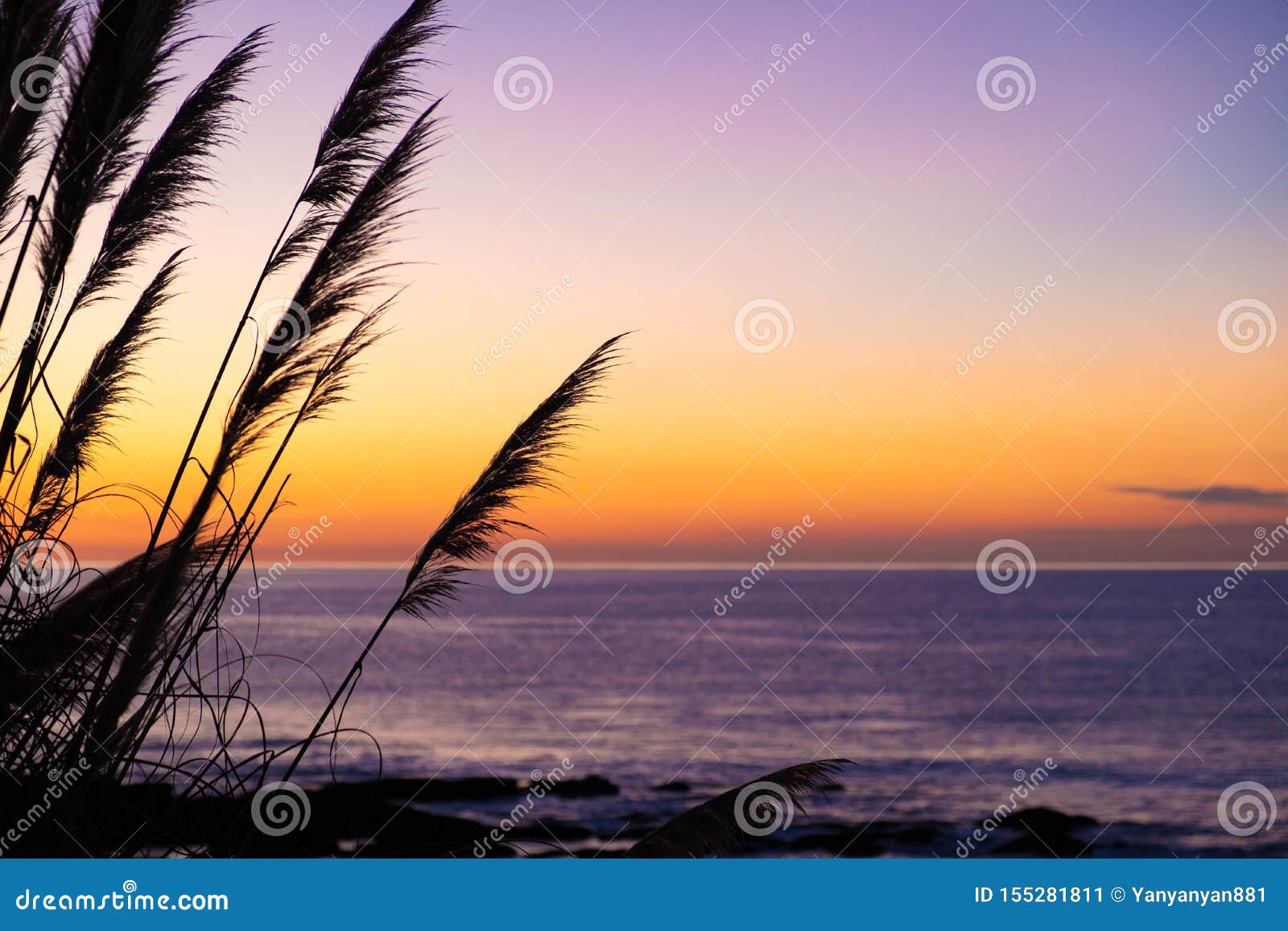 natural landscape image of colorful sunset sky with silhouette of tall toetoe toitoi tall grass new zealand