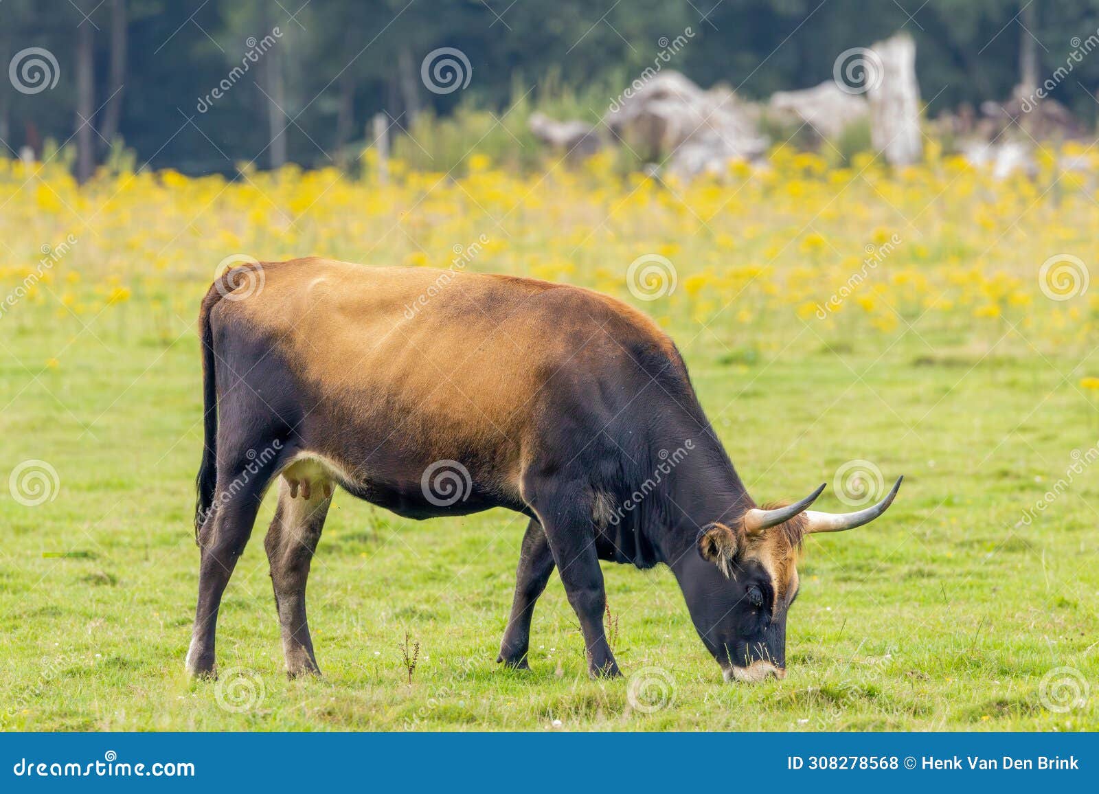 natural landscape with sayaguesa touros cow used as a large grazer for nature conservation