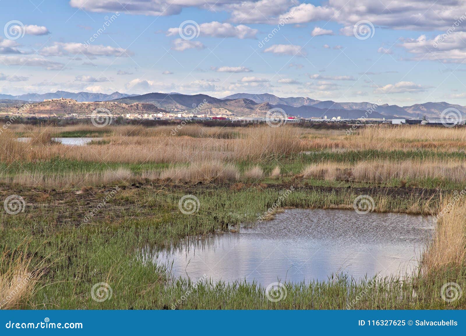 natural landscape of a small wetland