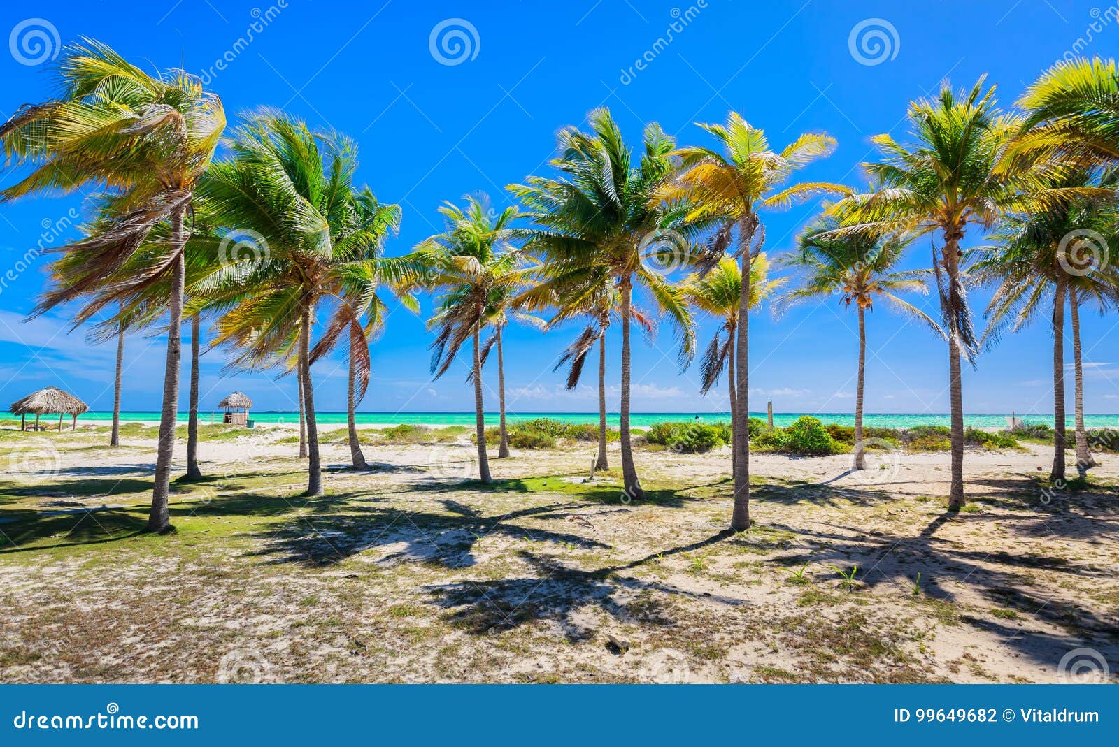 natural landscape view of tropical palm garden leading to the beach and ocean at cayo coco island, cuba