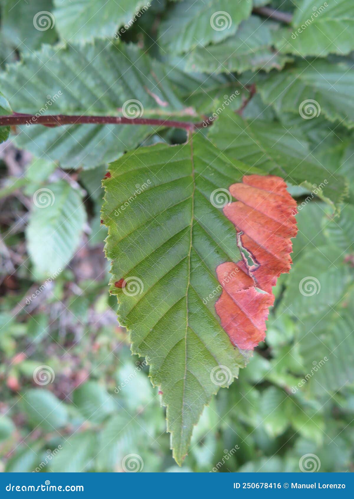 natural leaf damaged by a disease or drought pest