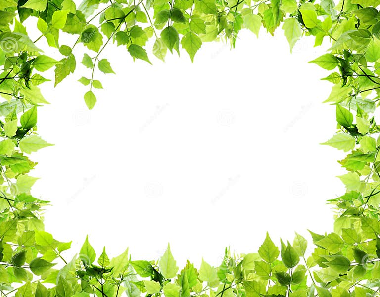 Natural leaves border stock image. Image of green, hang - 24110905