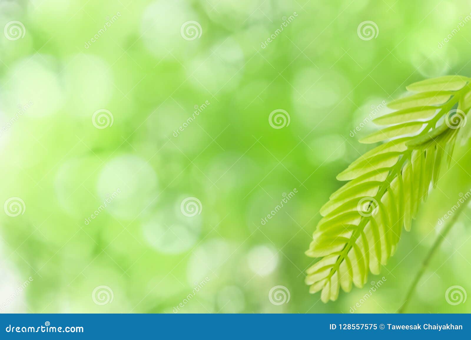 Natural Light Blur on Green Leaf Background Abstract Stock Image - Image of  design, background: 128557575