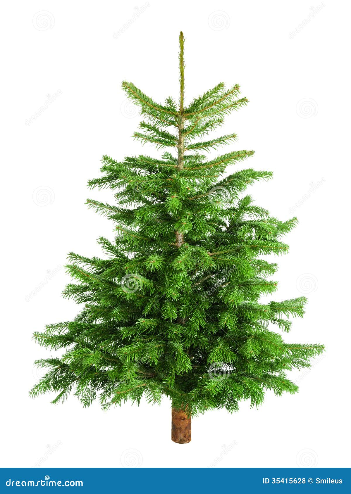 Natural Little Christmas Tree Without Ornaments Royalty 