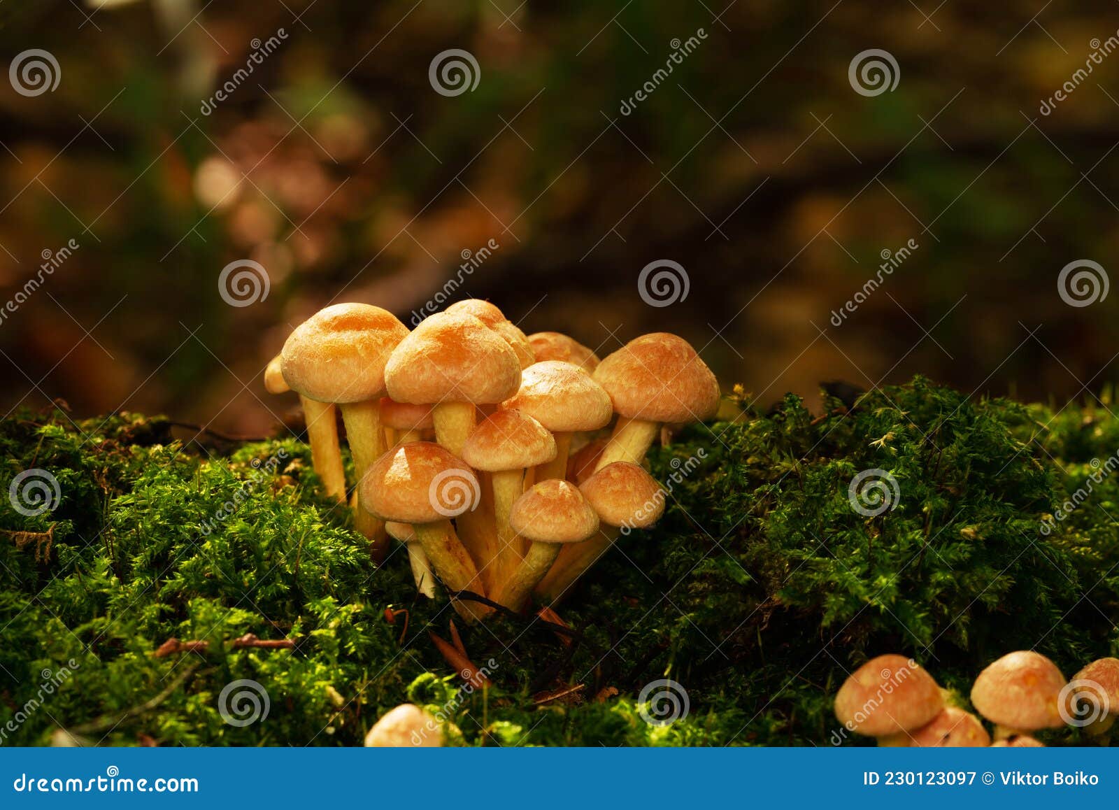 Natural Macro Landscape with Beautiful Mushrooms in Moss Stock Image - Image of background, fungi: