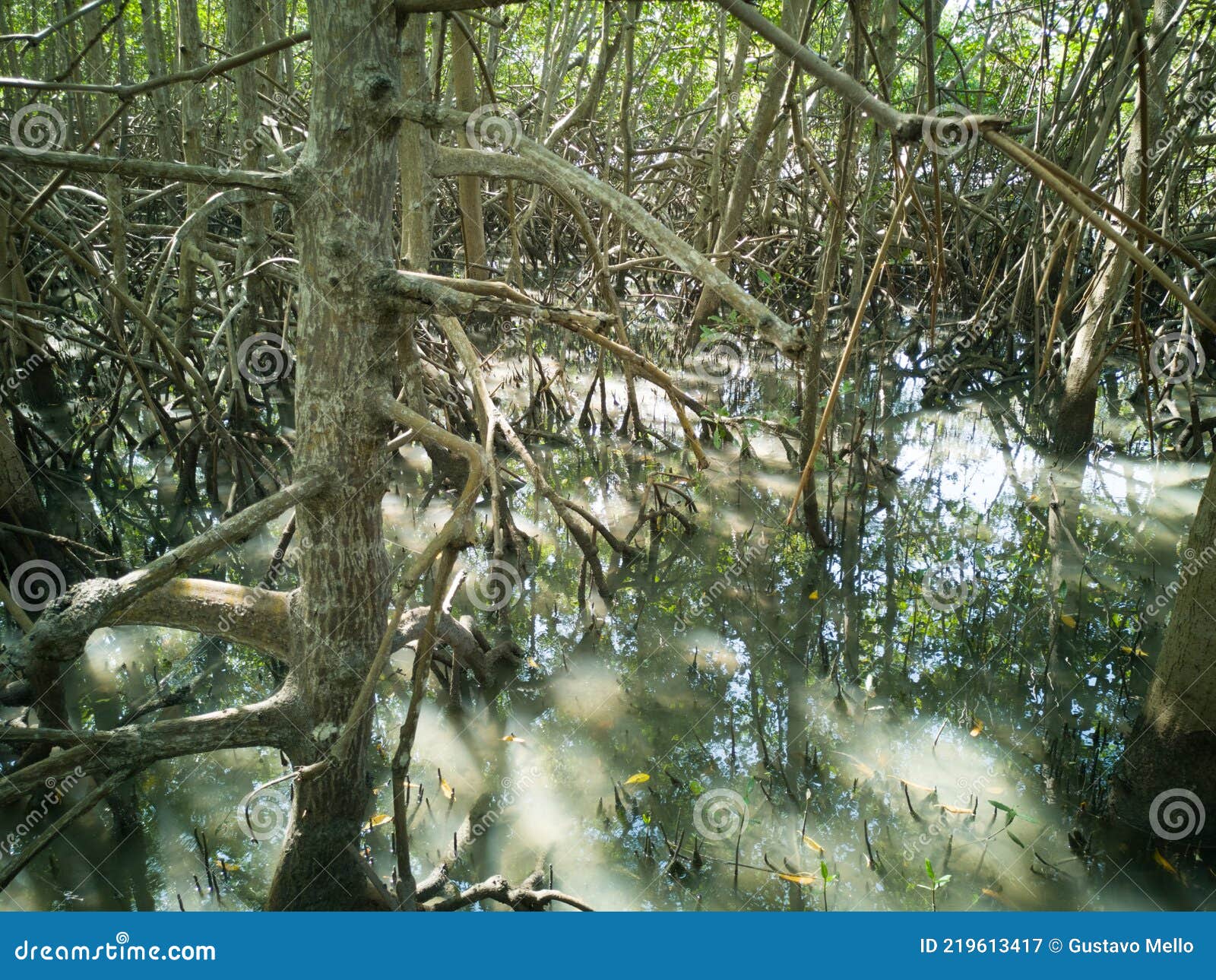 Mangrove Vegetation with Roots Stock Image Image of root, beautiful:
