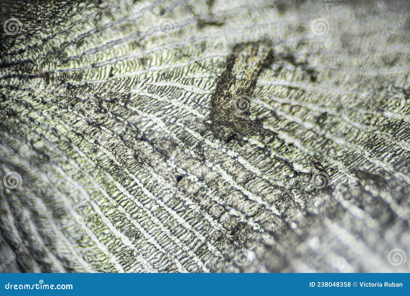 Natural Marine Fish Scale Under a Microscope Stock Photo - Image