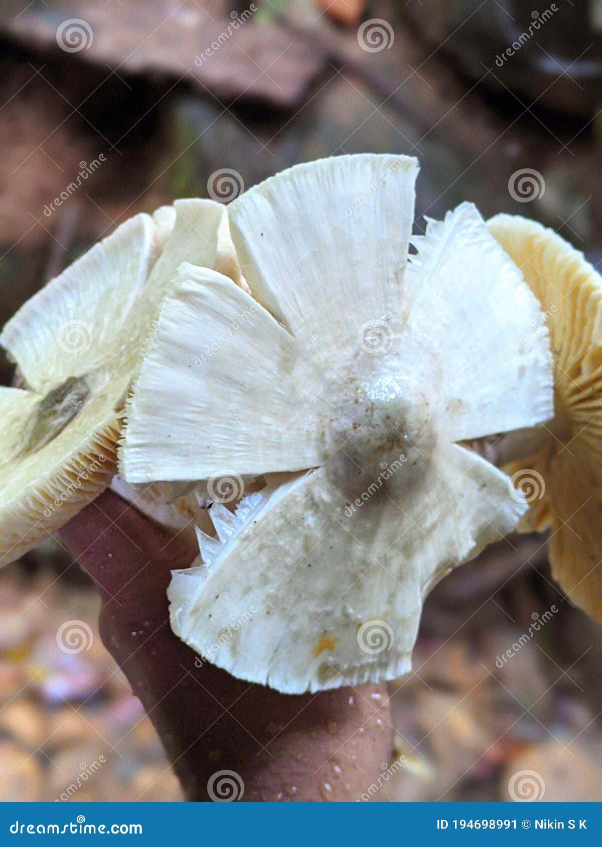 Natural Mushroom Kerala Tropical Forest Stock Image Image of kerala