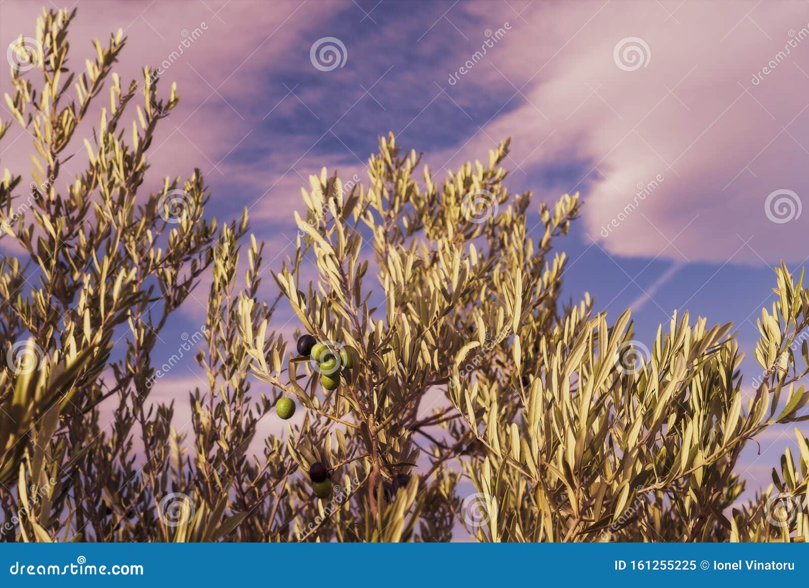 Natural Olive Tree With Unripe Fruits In The Garden At Sunrise