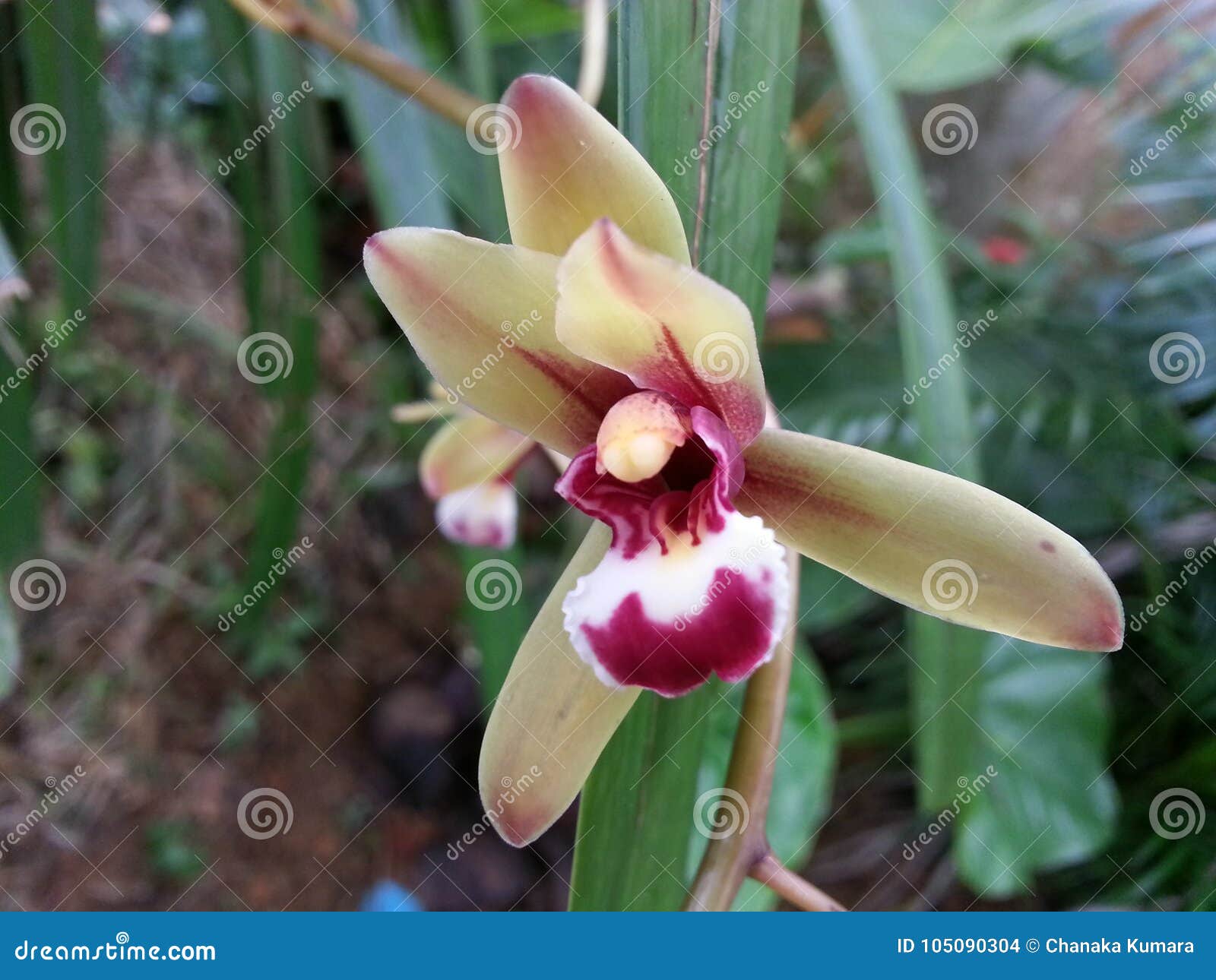 Natural Orchid Flower of Sri Lanka Stock Photo Image of lankan