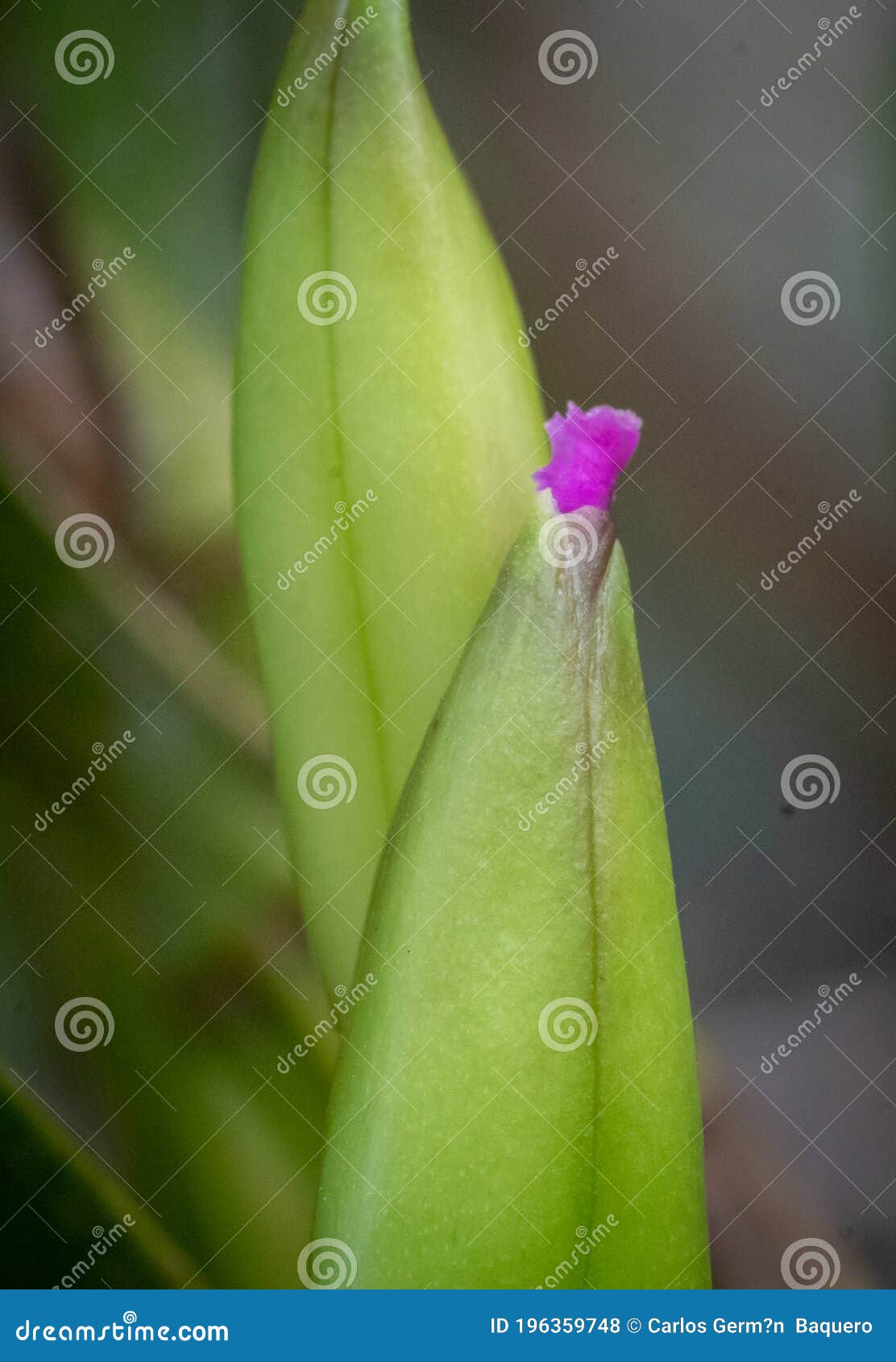 pequeÃÂ±a orquidea comenzando a florecer