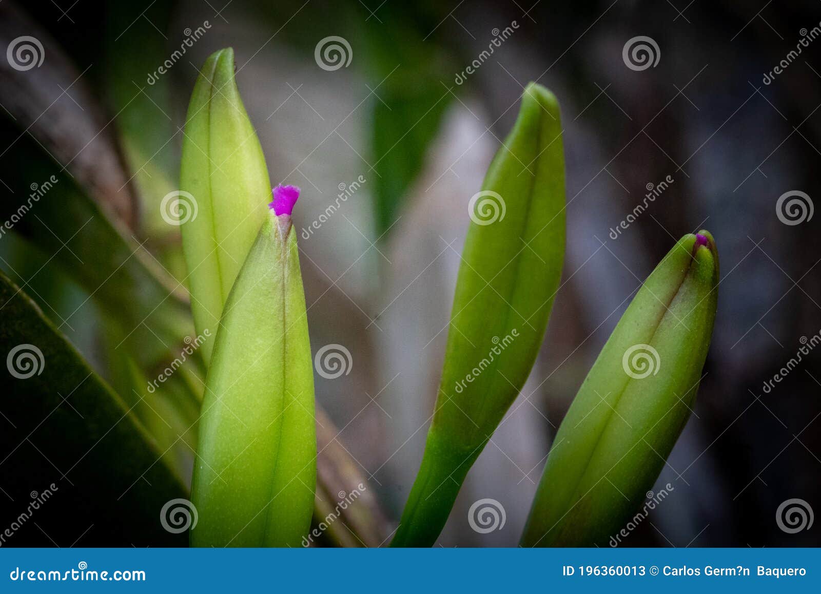 pequeÃÂ±a orquidea comenzando a florecer
