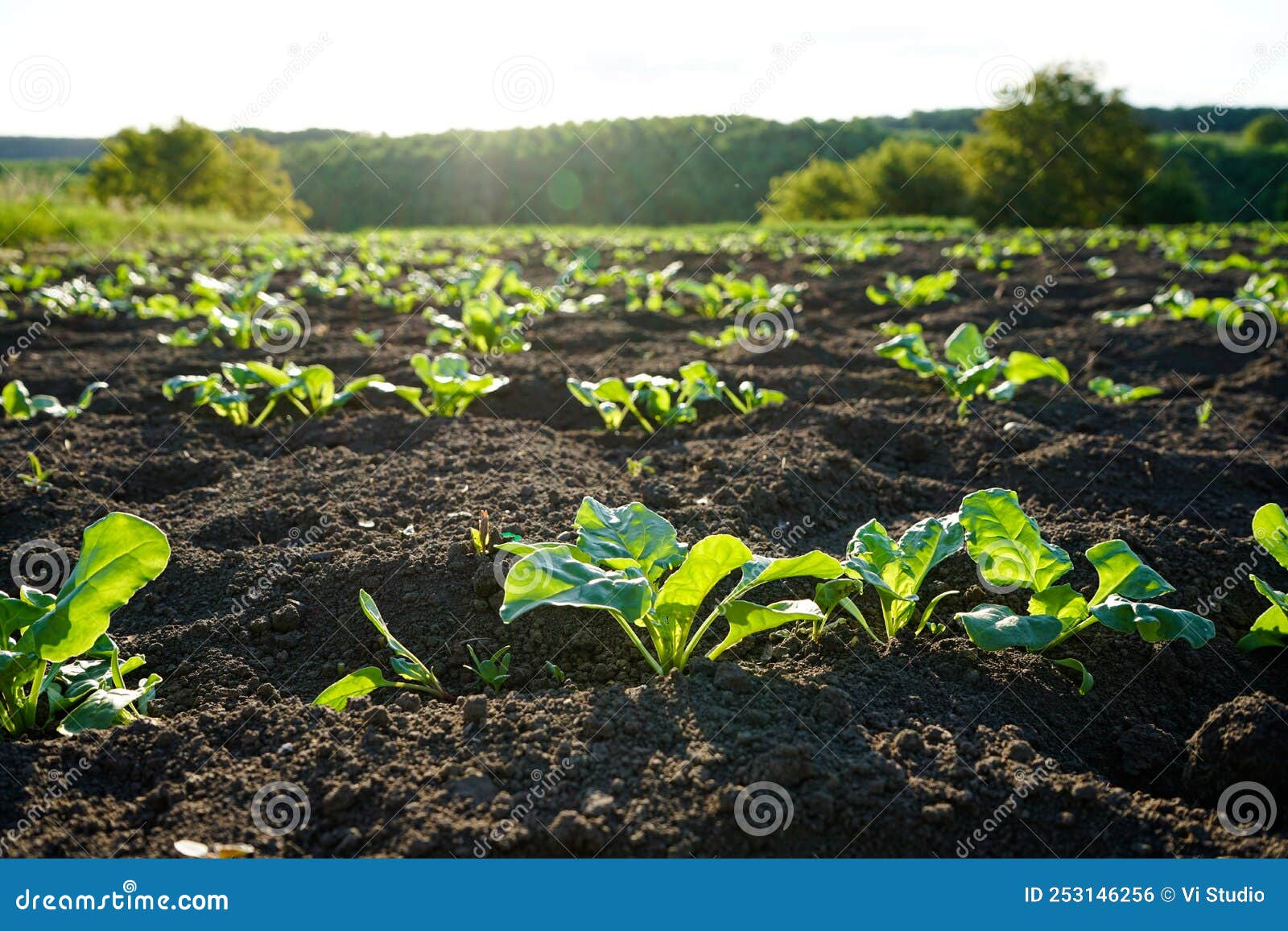 Natural Organic Food Crop Growing In Rich Black Soil In Sunlight natural-organic-food-crop-growing-in-rich-black-soil-in-sunlight