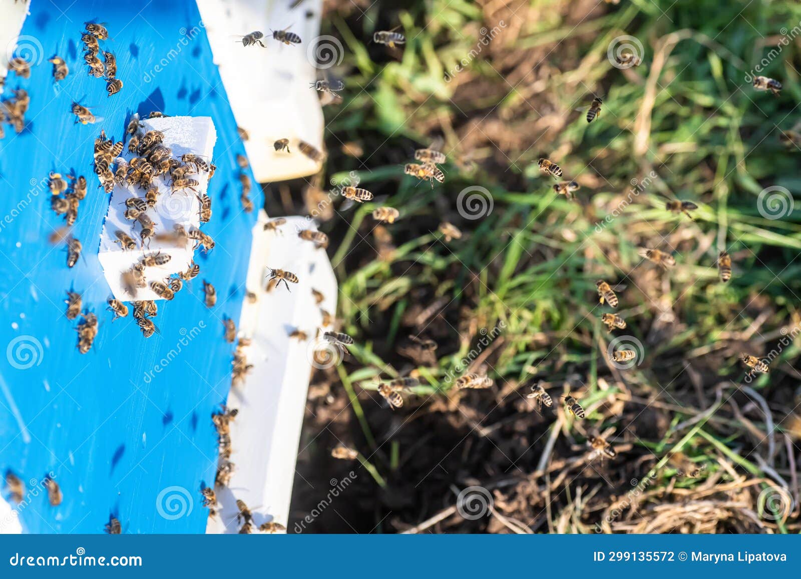 Natural and Organic Process of Beekeeping. Importance of Bees in