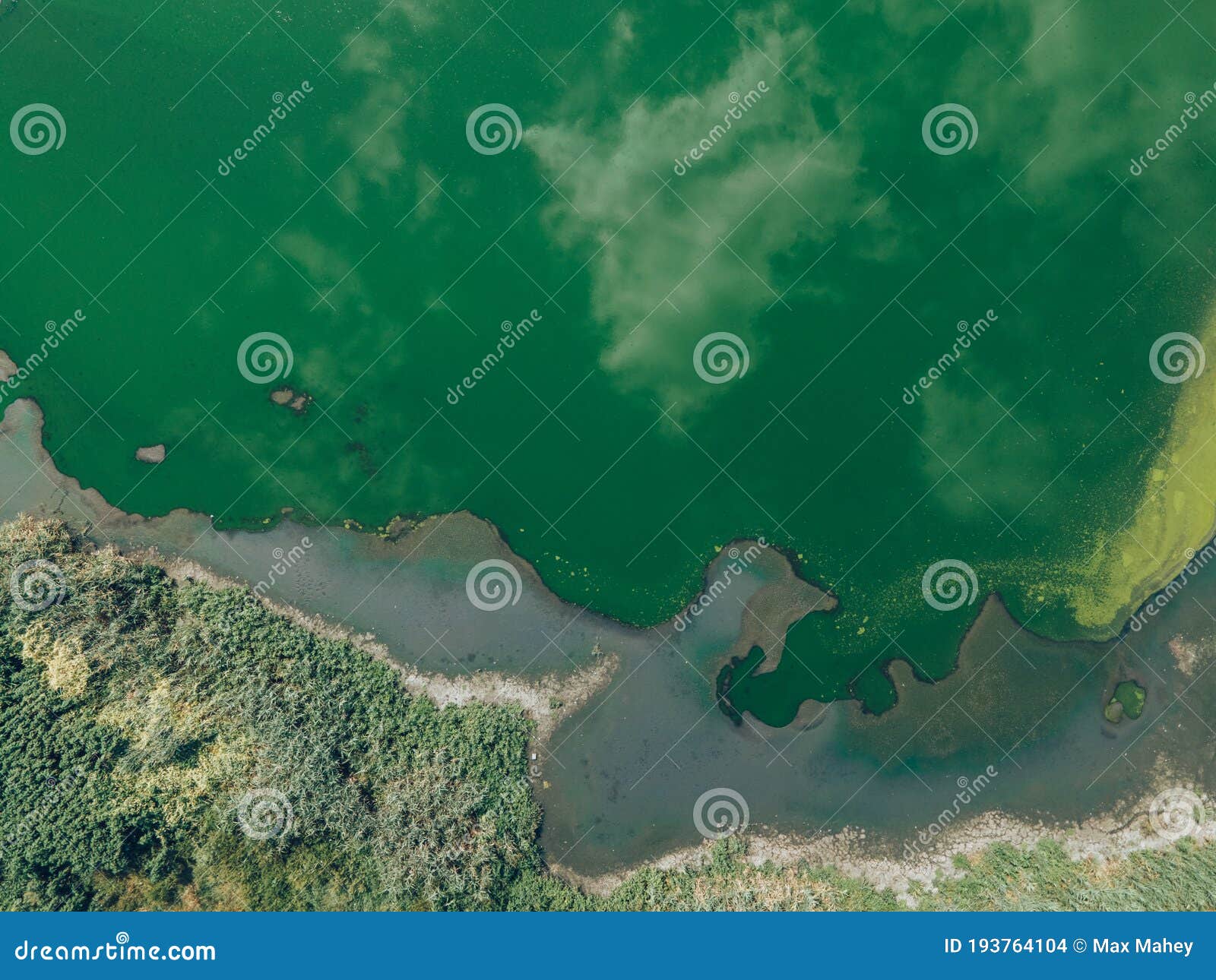 natural pattern of a wetland. green lake with sun reflection on the surface.