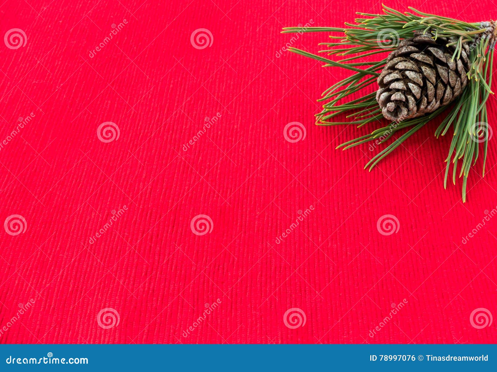 What is inside a pine cone?