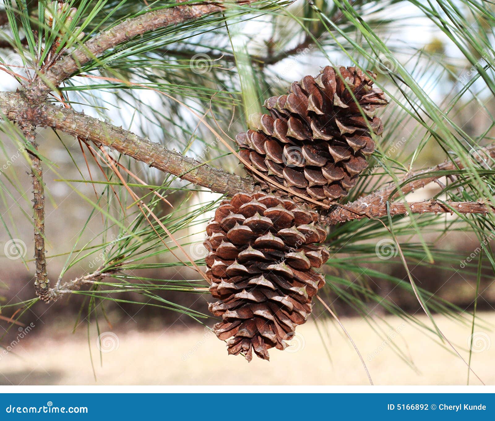 Natural Pine Cones stock photo. Image of plant, branch 5166892