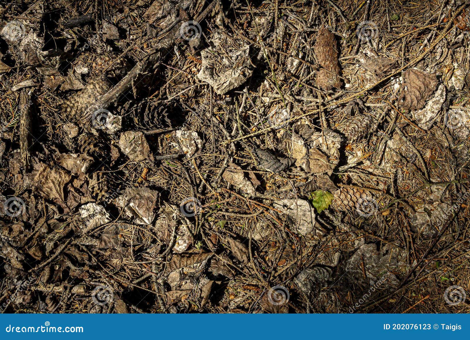 Natural pine forest ground stock image. Image of abstract - 202076123