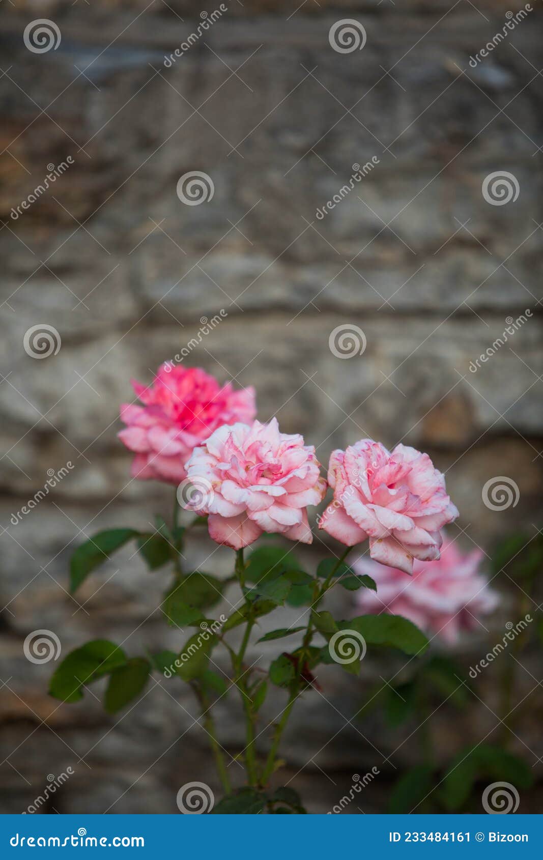 Natural pink roses stock image. Image of macro, flower 233484161