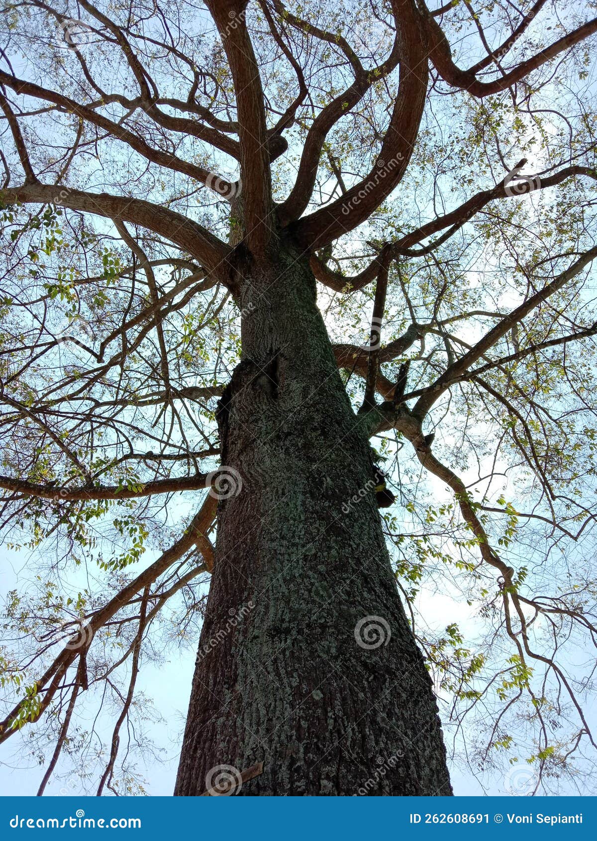 Natural Plants, Tree Branches, Excotic Plants Stock Image Image of