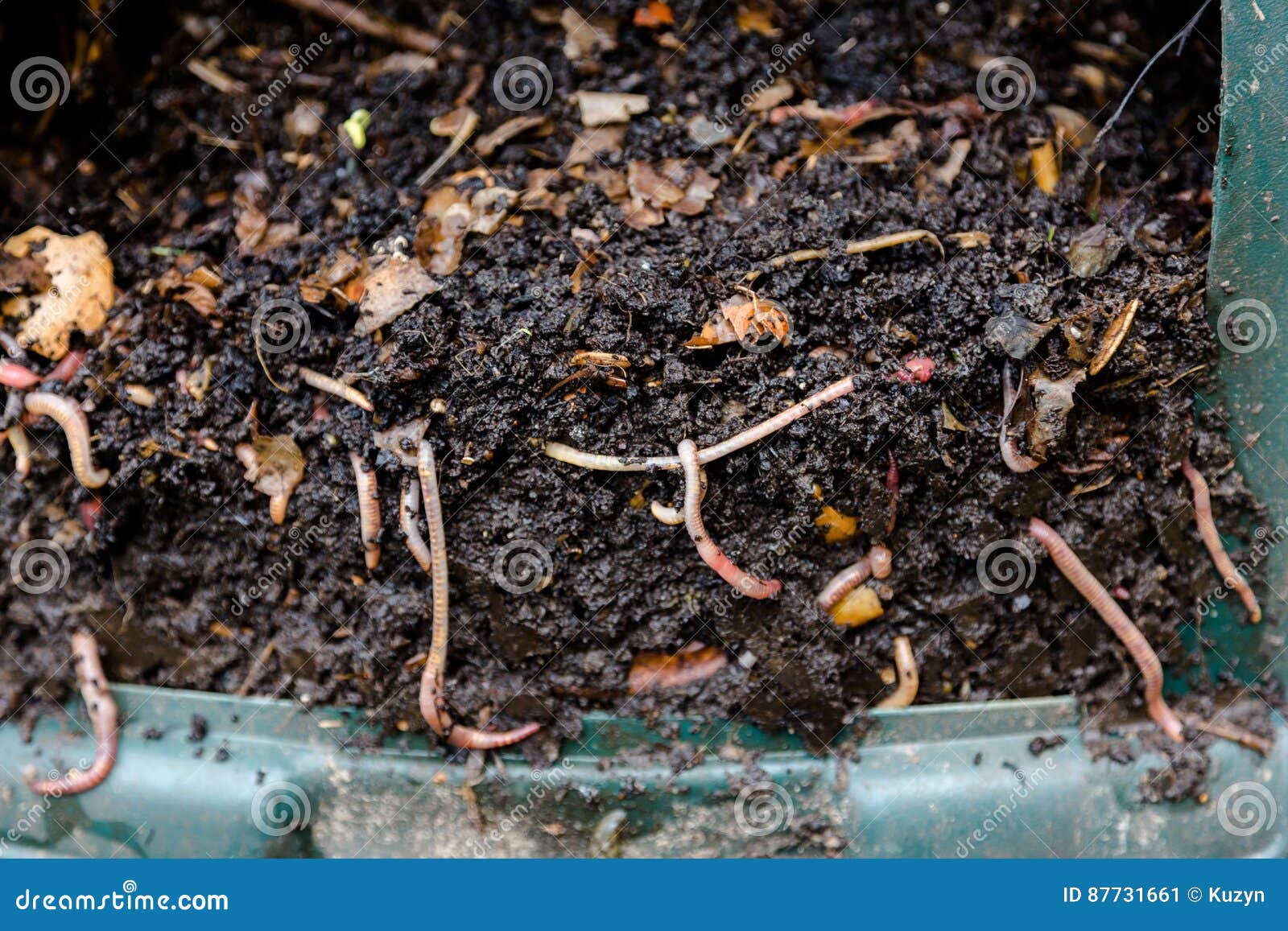 Visible Bait Stock Photos Free & RoyaltyFree Stock Photos from