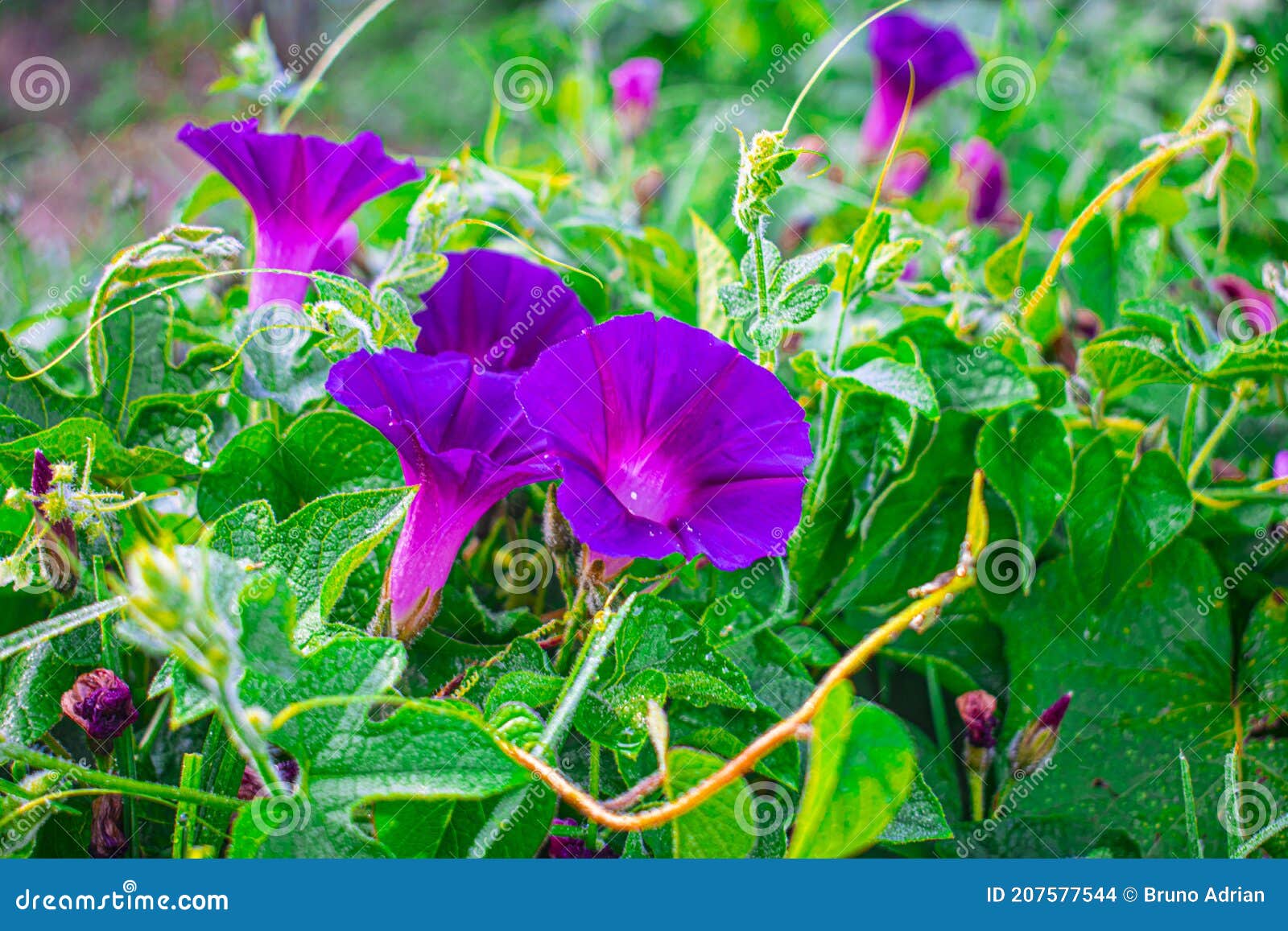 natural purple flower cajola xela