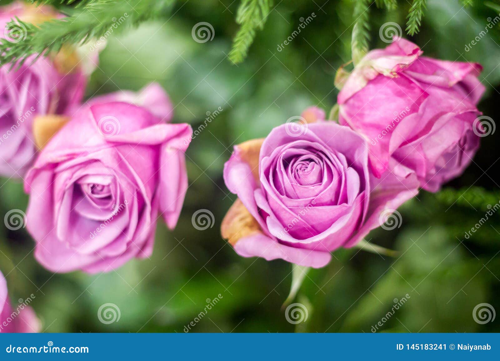 Natural purple rose stock image. Image of natural, floral 145183241