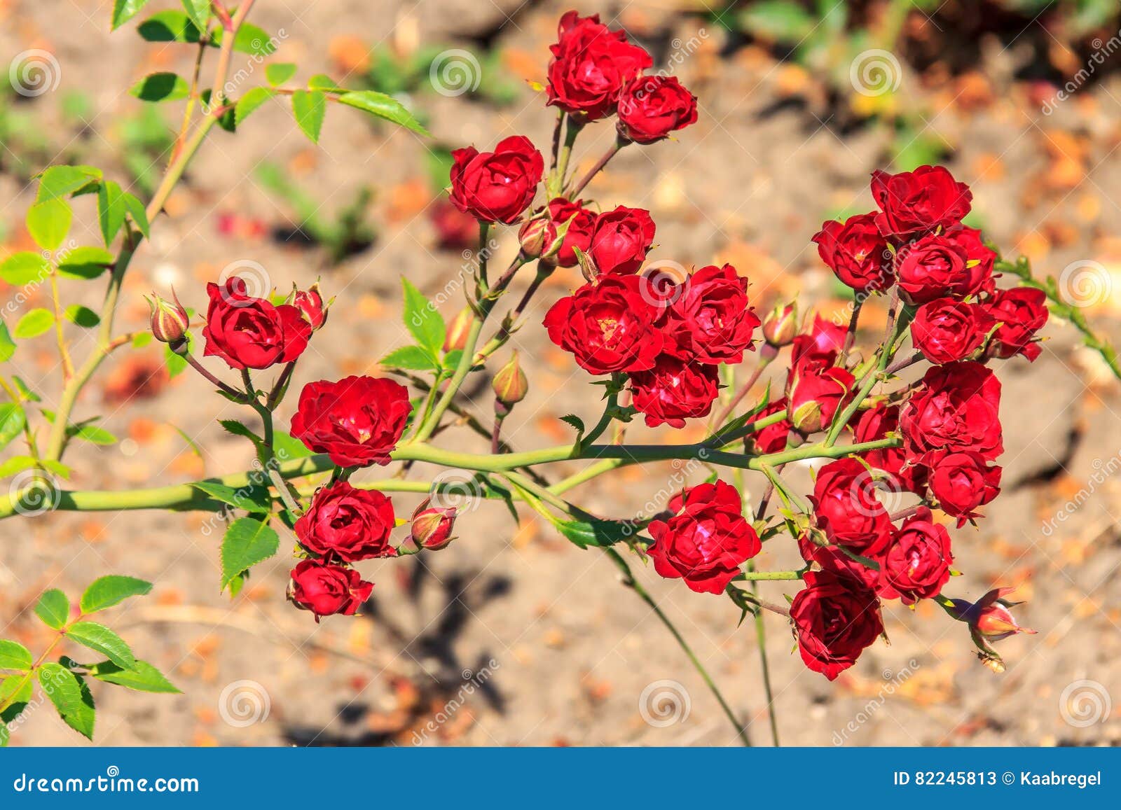 Natural red rose stock image. Image of macro, floral 82245813