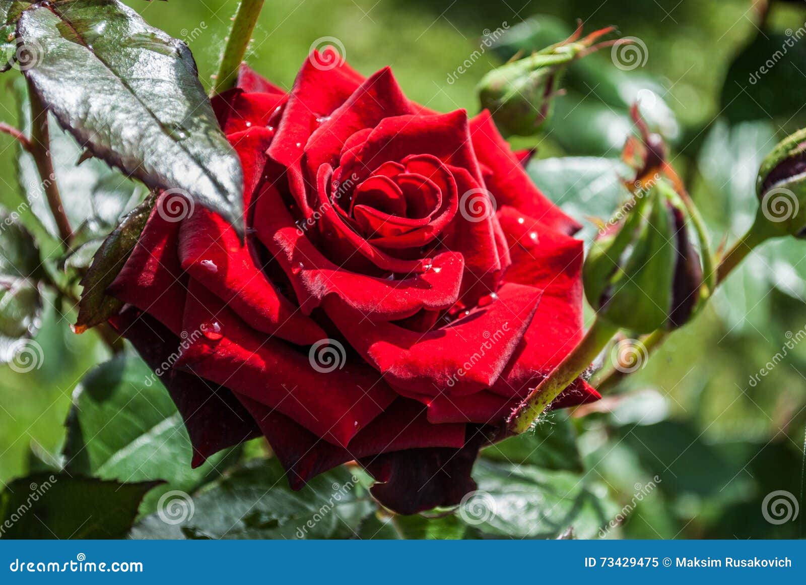 Natural Red Roses Background / Stock Image - Image of color, nature