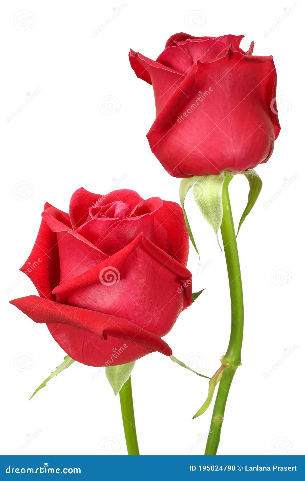 Natural Red Rose Isolated on White Background Stock Photo - Image of ...