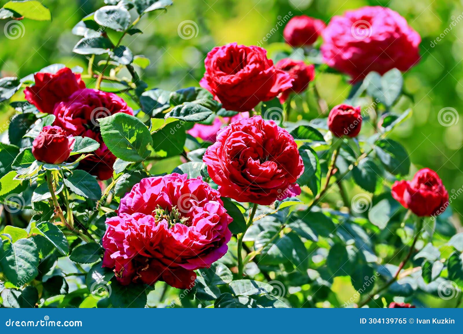 Natural Red and White Roses Closeup View on Green Background. Stock