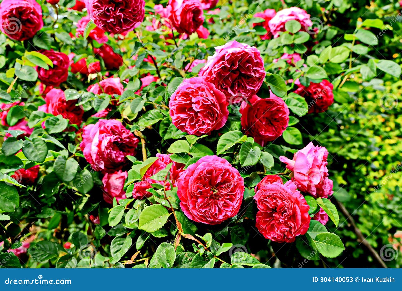 Natural Red and White Roses Closeup View on Green Background. Stock