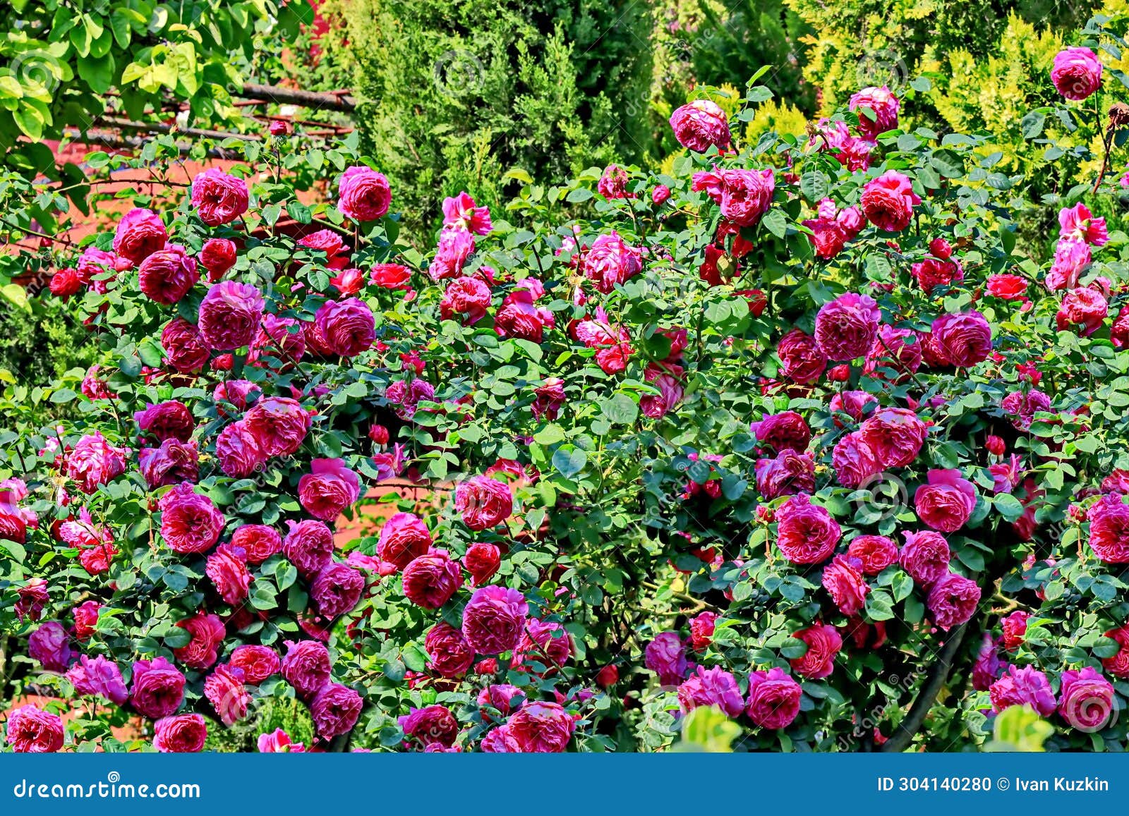 Natural Red and White Roses Closeup View on Green Background. Stock