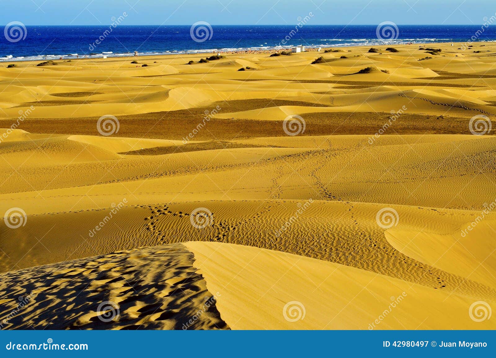 natural reserve of dunes of maspalomas, in gran ca