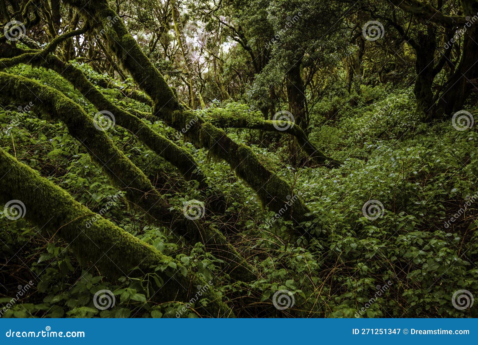 the natural reserve of mencÃ¡fete in the west of the island of el hierro, in the parque rural de frontera, very close to sabinosa