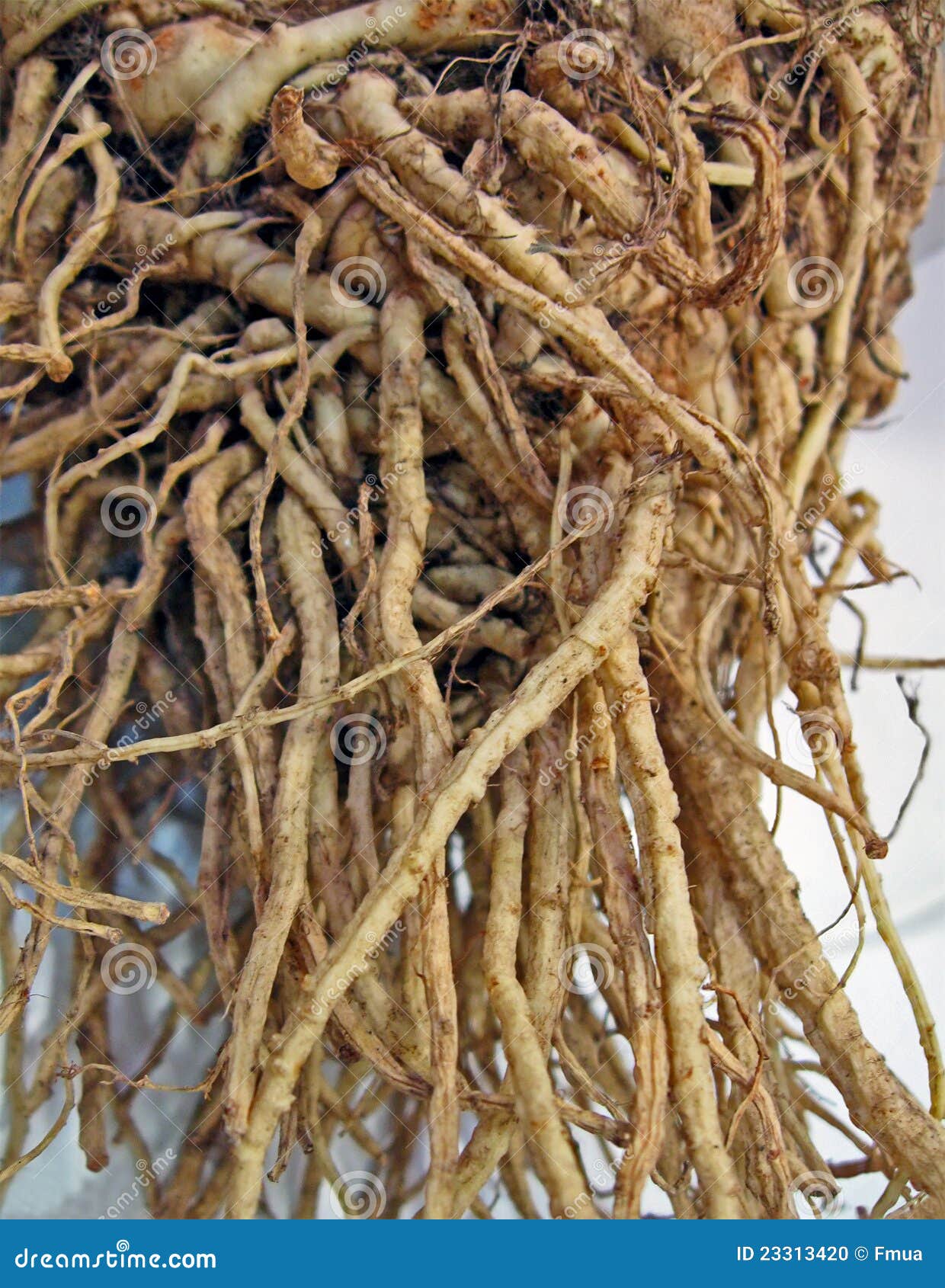 Natural Root Diversity, Tuber Details, Stock Photo Image of
